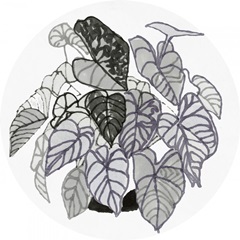 B&W Indoor Plant Collection C