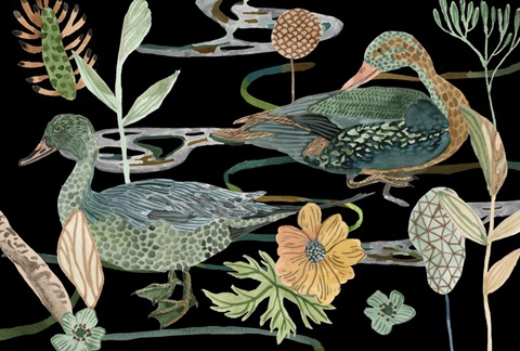 Duck in River Collection A