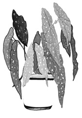 B&W Indoor Plant Collection B