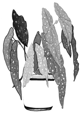 B&W Indoor Plant Collection B