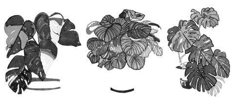 B&W Indoor Plant Collection D