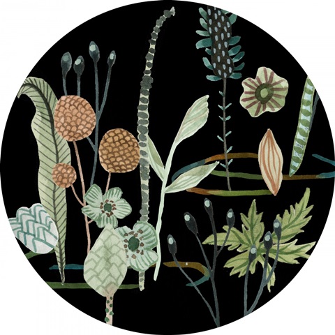 Duck in River Collection C