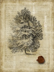 Non Embellished Family Tree I