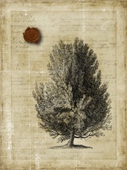 Non Embellished Family Tree II