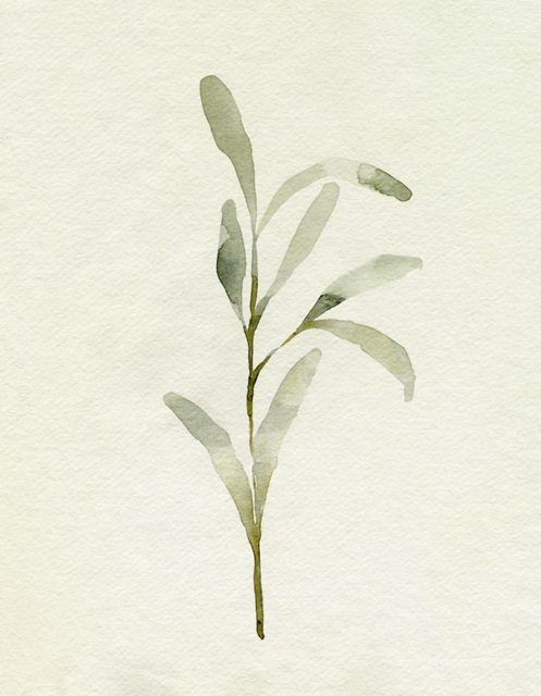 Olive Leaves I