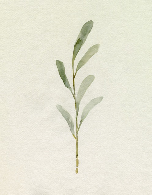 Olive Leaves II