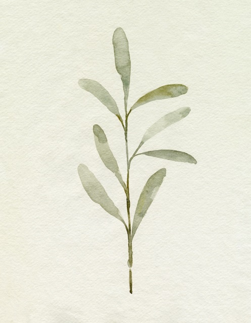 Olive Leaves III