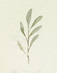 Olive Leaves IV