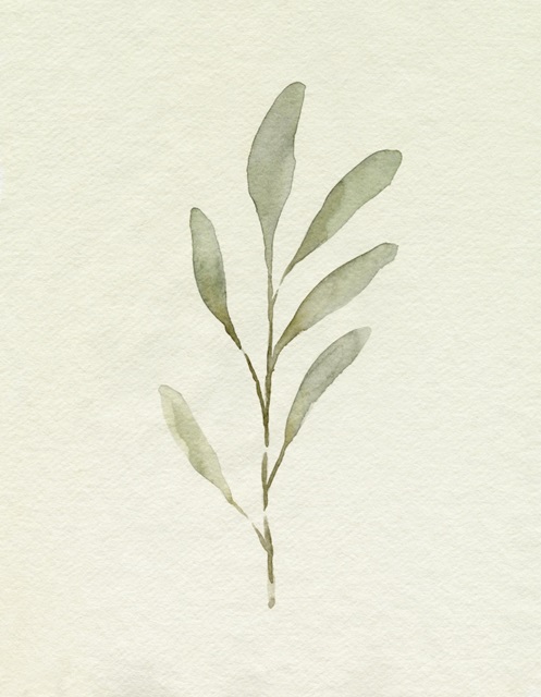 Olive Leaves IV