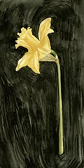 Dark Daffodils I