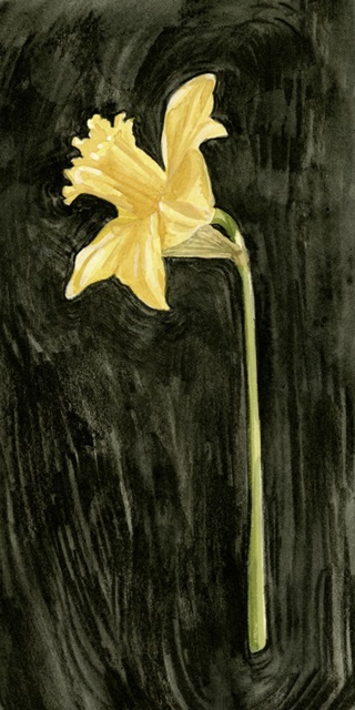 Dark Daffodils I