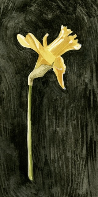 Dark Daffodils II