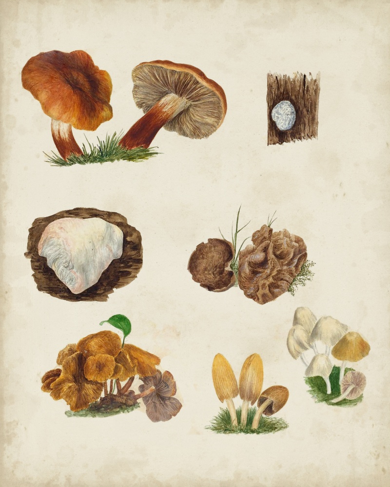 Mushroom Species XI (#2844156) - The World Art Group