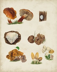 Mushroom Species I