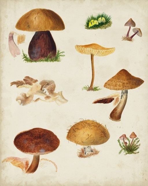 Mushroom Species II