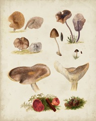 Mushroom Species III