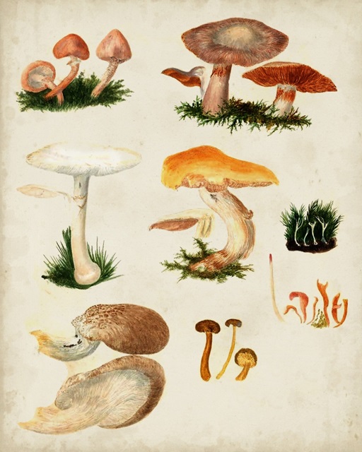 Mushroom Species IV