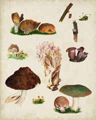 Mushroom Species IX