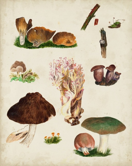 Mushroom Species IX