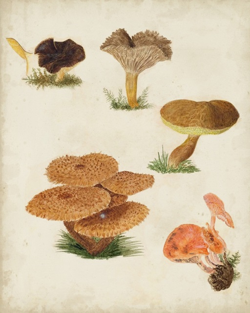 Mushroom Species V