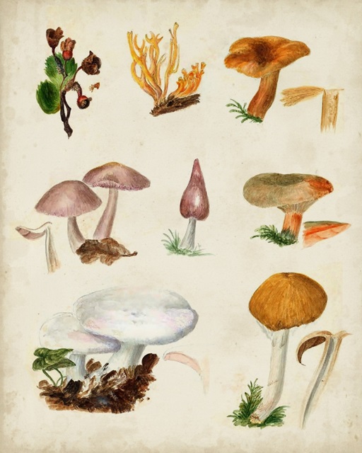 Mushroom Species VI