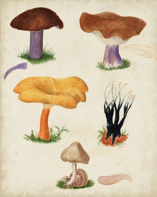 Mushroom Species VII