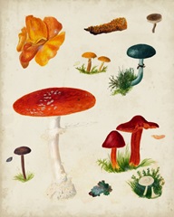 Mushroom Species VIII