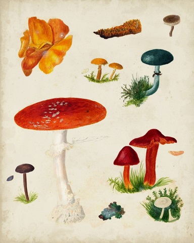 Mushroom Species VIII
