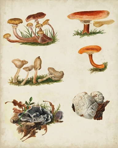 Mushroom Species X