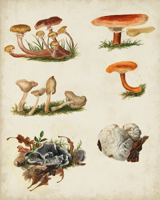 Mushroom Species X