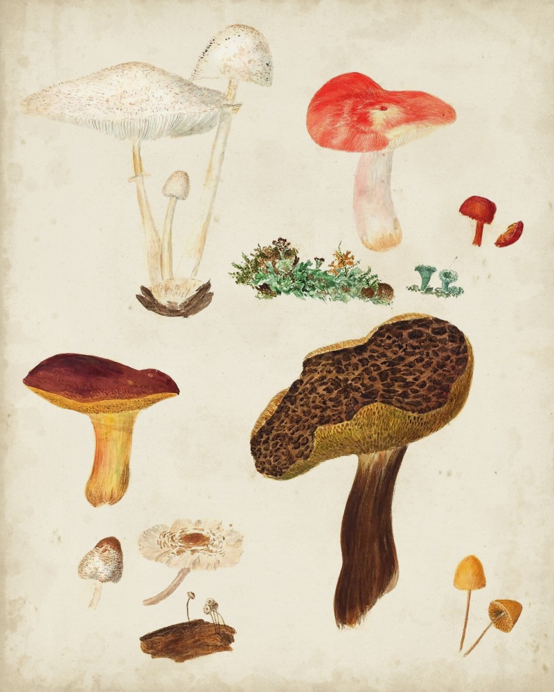 Mushroom Species XI (#2844156) - The World Art Group