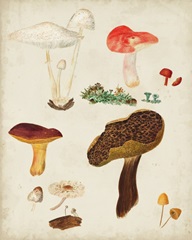 Mushroom Species XI
