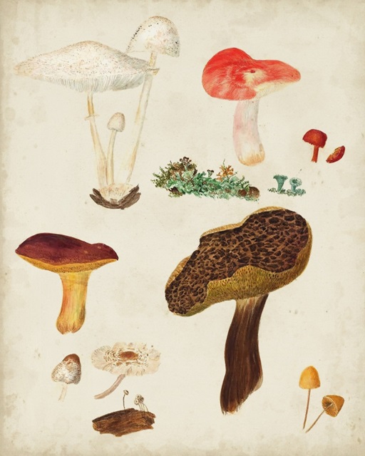 Mushroom Species XI