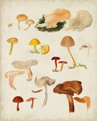 Mushroom Species XII