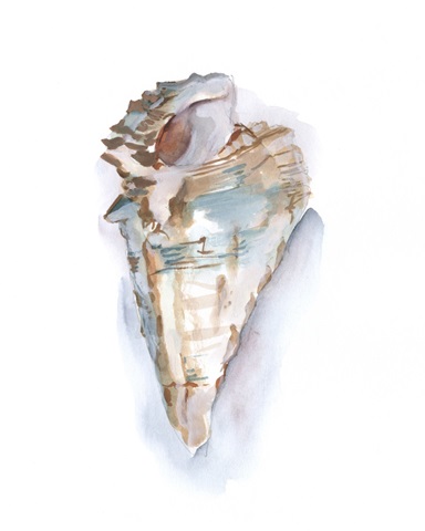 Pastel Shell Collection IV