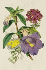 Paxton Botanical Pairing I