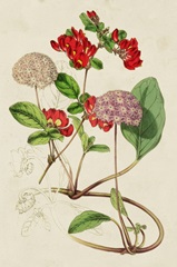 Paxton Botanical Pairing III