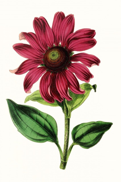 Paxton Florals VI