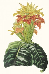 Paxton Tropicals III