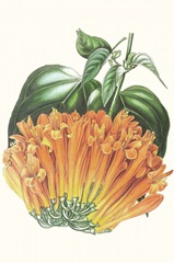 Paxton Tropicals VII