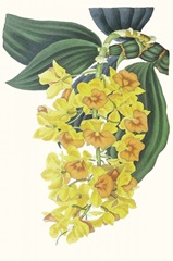 Paxton Tropicals VIII