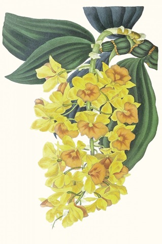 Paxton Tropicals VIII