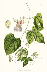 Passion Flower Trio I