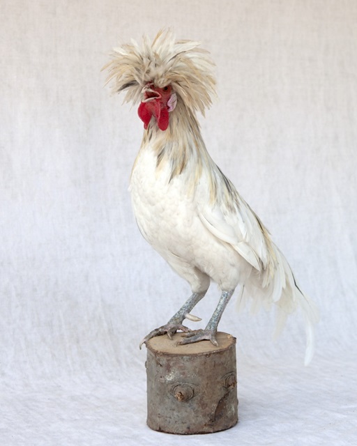 Rod the Rooster V