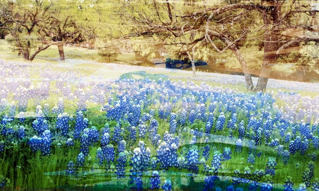 Blue Bonnet Field