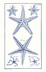 Blue Sea Stars I