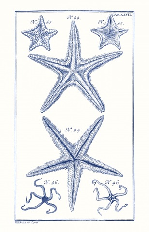Blue Sea Stars I
