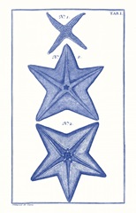 Blue Sea Stars II