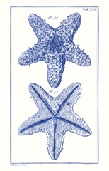 Blue Sea Stars IV