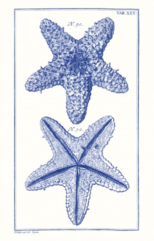 Blue Sea Stars IV